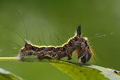 psi-uiltje (acronicta psi) 08-2011 0618